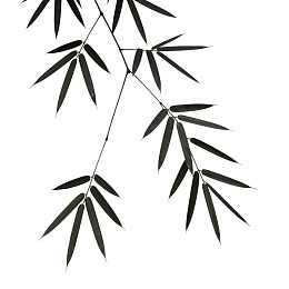 黑白背景下的竹叶特写