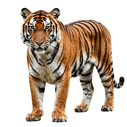 一只站立的孟加拉虎图片