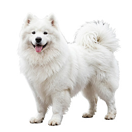 白色萨摩耶犬站立姿势