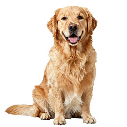 金毛犬端坐吐舌微笑图片