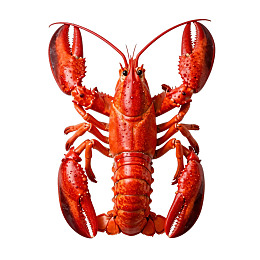 一只红色龙虾的特写照片