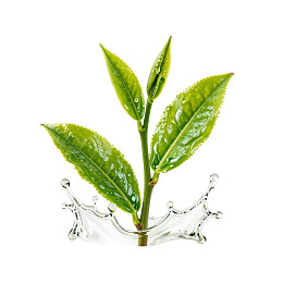 绿茶叶尖水花飞溅清新自然