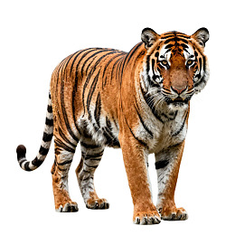 一只站立的孟加拉虎图片