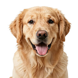 金毛犬微笑特写图片