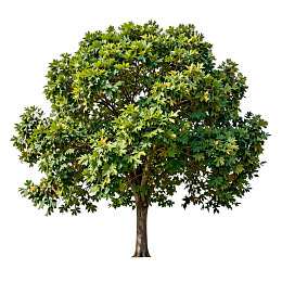 一棵枝繁叶茂的绿树孤立于白底