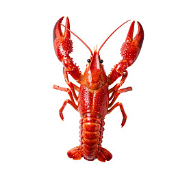 一只煮熟的红色龙虾图片