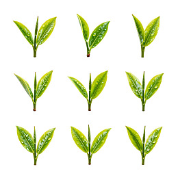 九片带露珠的嫩绿茶叶