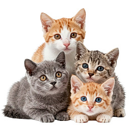 四只小猫亲密依偎图片