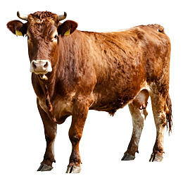 棕色牛站立于白色背景前