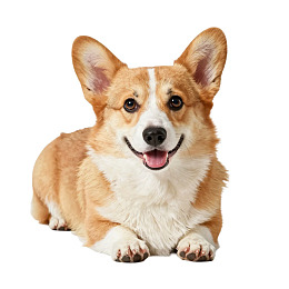 柯基犬微笑躺卧白底背景