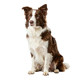 棕白相间边牧犬静坐图片