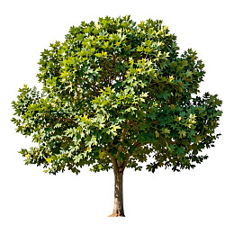 一棵绿叶繁茂的树孤立在白色背景上