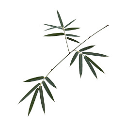 竹叶枝条白色背景特写