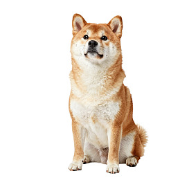 柴犬端坐望向一侧图片