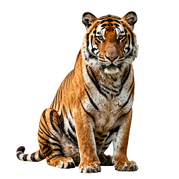 老虎静坐白色背景前图片