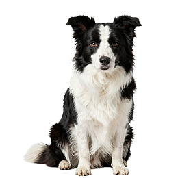 黑白相间的边境牧羊犬端坐