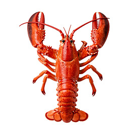 一只红色龙虾的特写照片