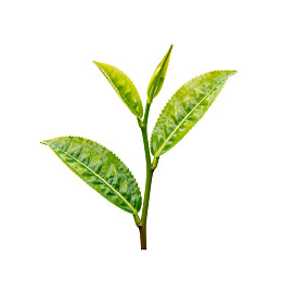 新鲜茶叶嫩芽特写图片