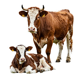 成年牛与幼崽静立画面