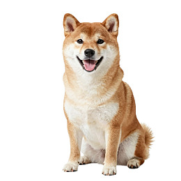 柴犬端坐微笑图片