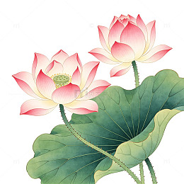 工笔粉荷翠叶国风元素