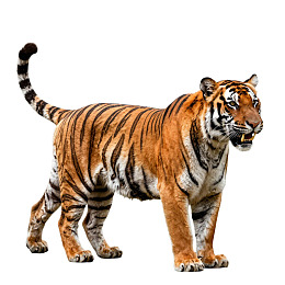 老虎站立姿态展示图片