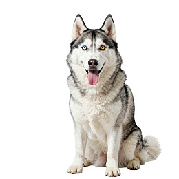 哈士奇犬白色背景静坐