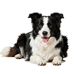 黑白边牧犬静卧微笑图片