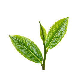 新鲜茶叶嫩芽特写图片