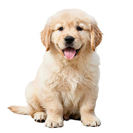 金毛幼犬吐舌微笑图片