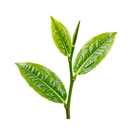 新鲜茶叶嫩芽特写图片