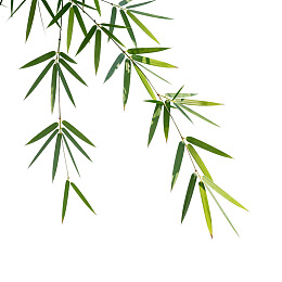 竹叶枝条白色背景特写