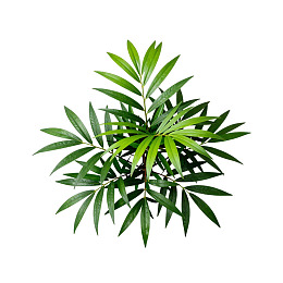 绿色植物叶片俯拍图图片