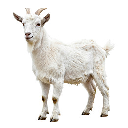 白色山羊站立于纯白背景前