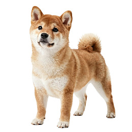 棕色柴犬站立姿势图片