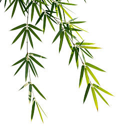 竹叶枝条垂挂于白色背景