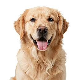 金毛犬张嘴微笑特写图片