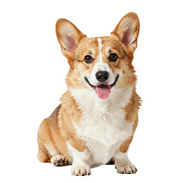 柯基犬吐舌微笑图片