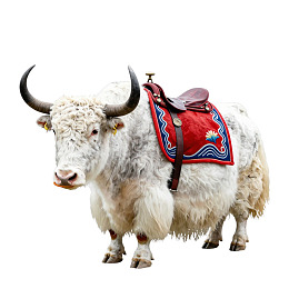 披红色鞍垫的白牦牛图片