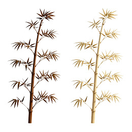 两株不同颜色的竹子并排展示