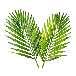 两片绿色棕榈叶呈心形排列