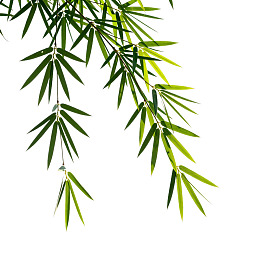 竹叶垂挂白色背景之上