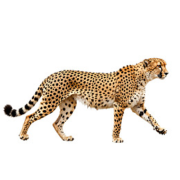 猎豹奔跑于纯白背景之上