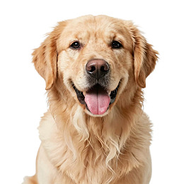 金毛犬吐舌微笑图片