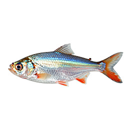 银色鱼身带橙尾的淡水鱼