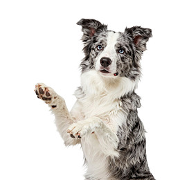 蓝眼边牧站立举爪萌态可掬