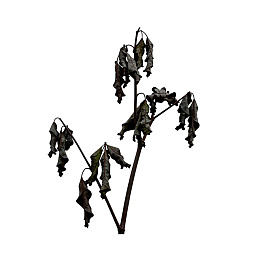 枯萎植物枝条孤立于白底