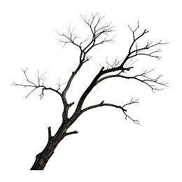 枯树枝干孤立于白色背景