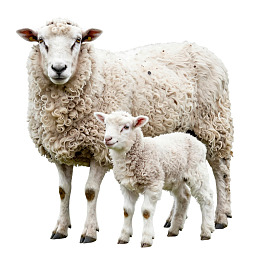 母羊与小羊羔站立于白色背景前