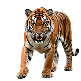 老虎张嘴咆哮姿态威猛